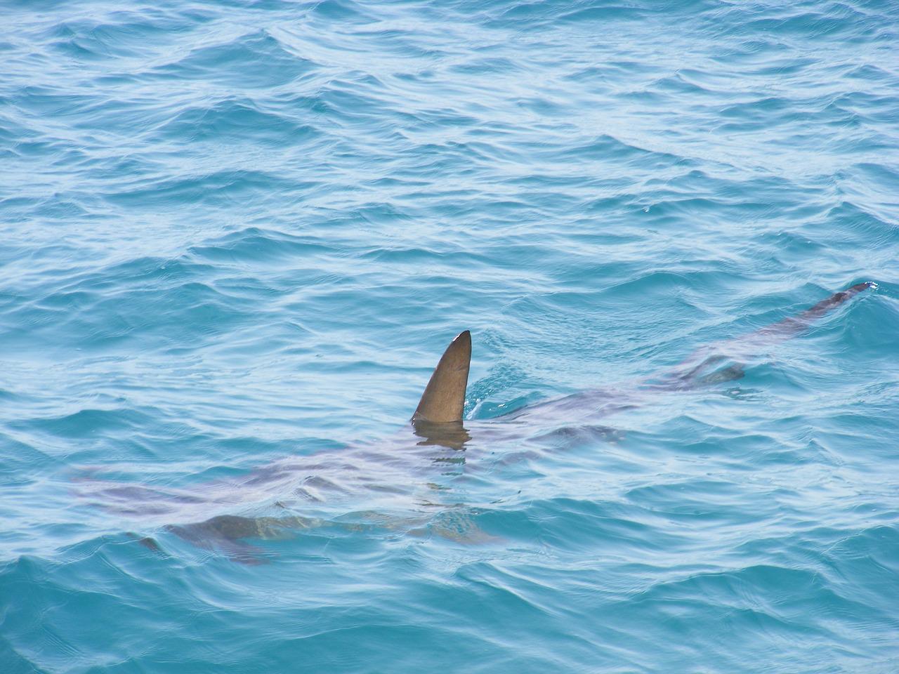 Не на тех напала: туристы в Турции отбились от акулы… шваброй