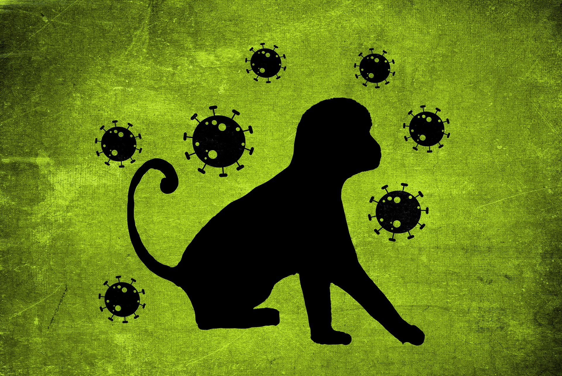 ВОЗ официально переименовала варианты вируса обезьяньей оспы