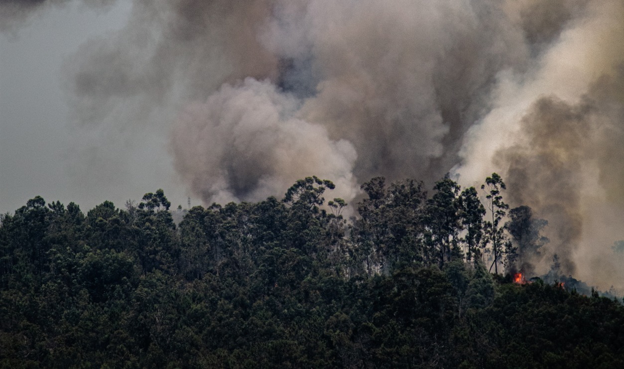 Пожар в Костанайской области полностью ликвидирован - Министерство по ЧС