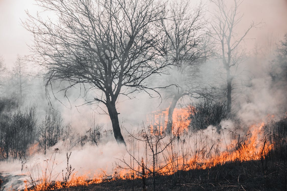 Ущерб от лесных пожаров на востоке Казахстана превысил 288 миллионов тенге