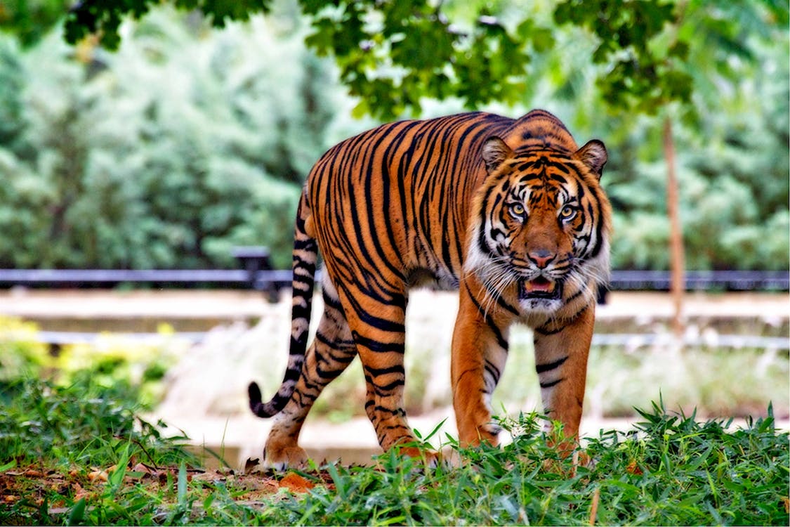 В Индии зоозащитники поймали тигра, убившего 13 человек