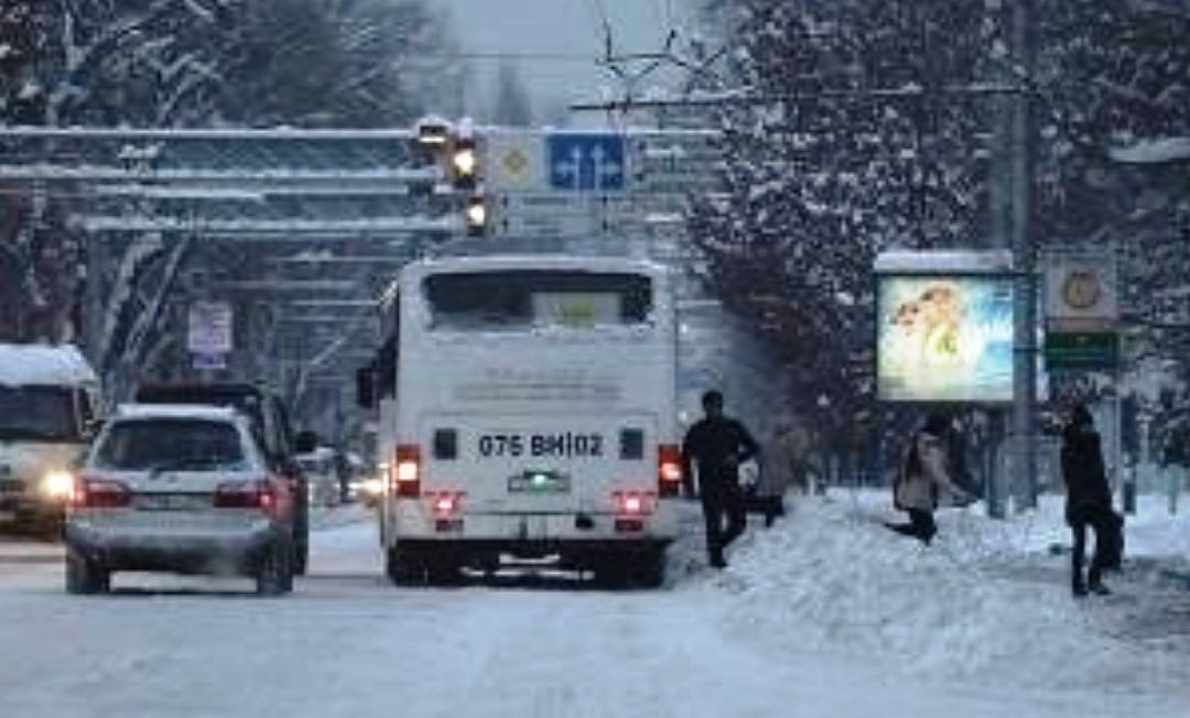 Алматинцев попросили не оставлять авто под деревьями