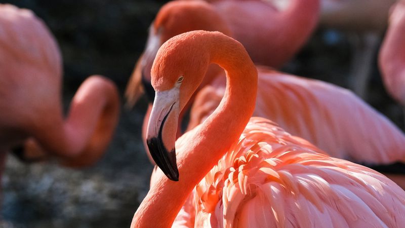 «Перезимовали»: розовые фламинго встречают весну в Мангистау