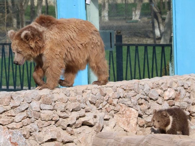 Звезда по имени Умка: медвежонок родился в шымкентском зоопарке