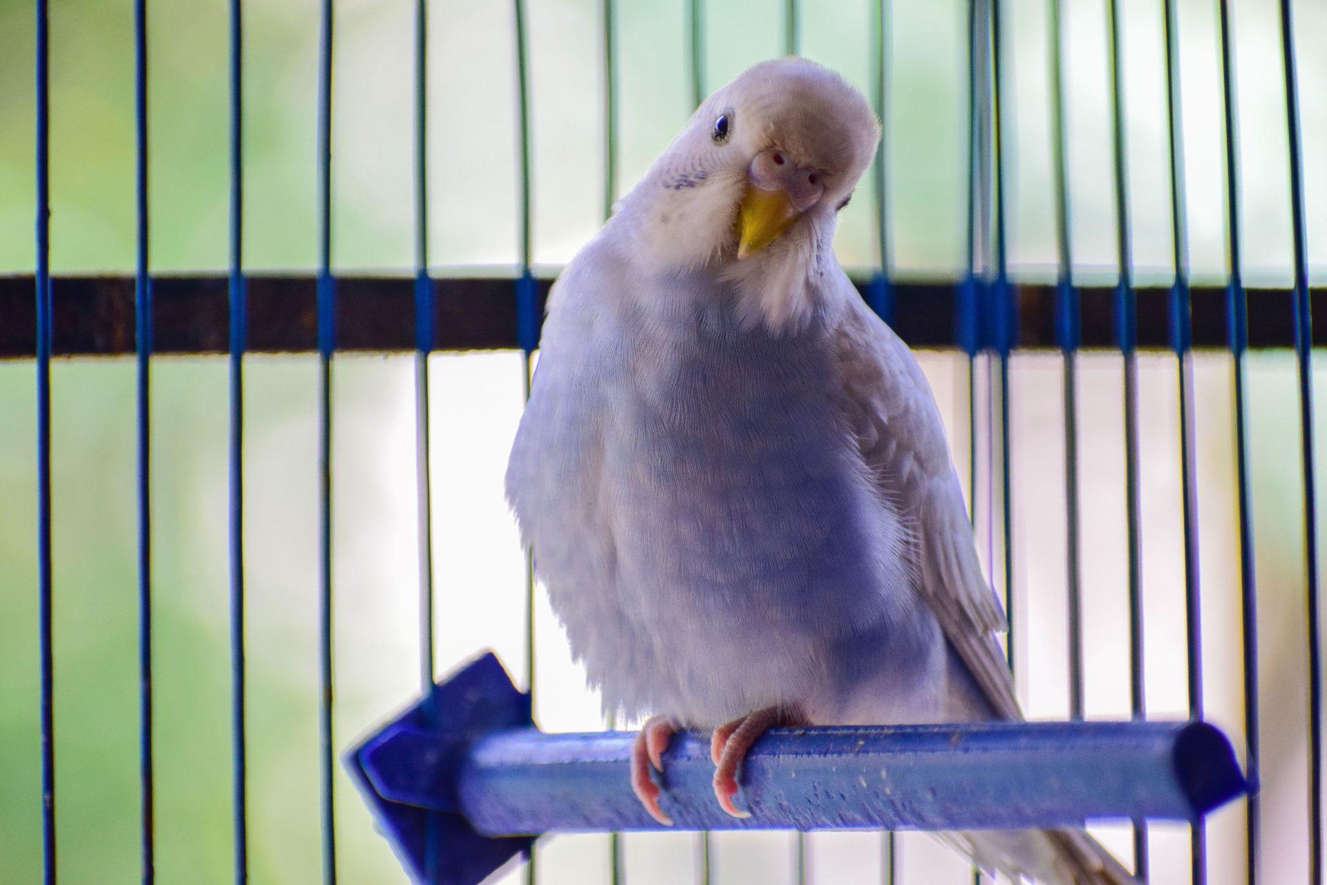 Кеша на связи: ученые научили попугаев видеозвонкам, чтобы им не было одиноко