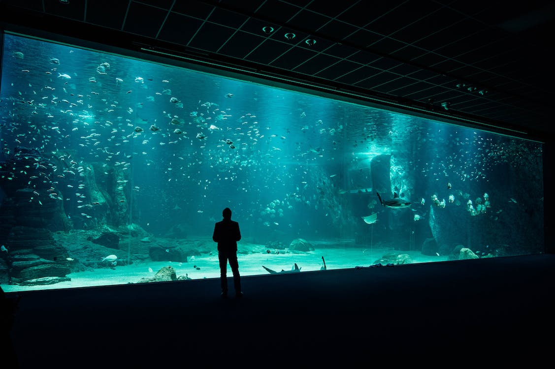 В Абу-Даби открылся самый большой аквариум в мире