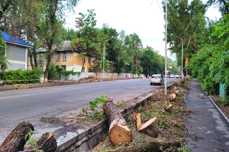 Сколько деревьев в этом году вырубят в Алматы
