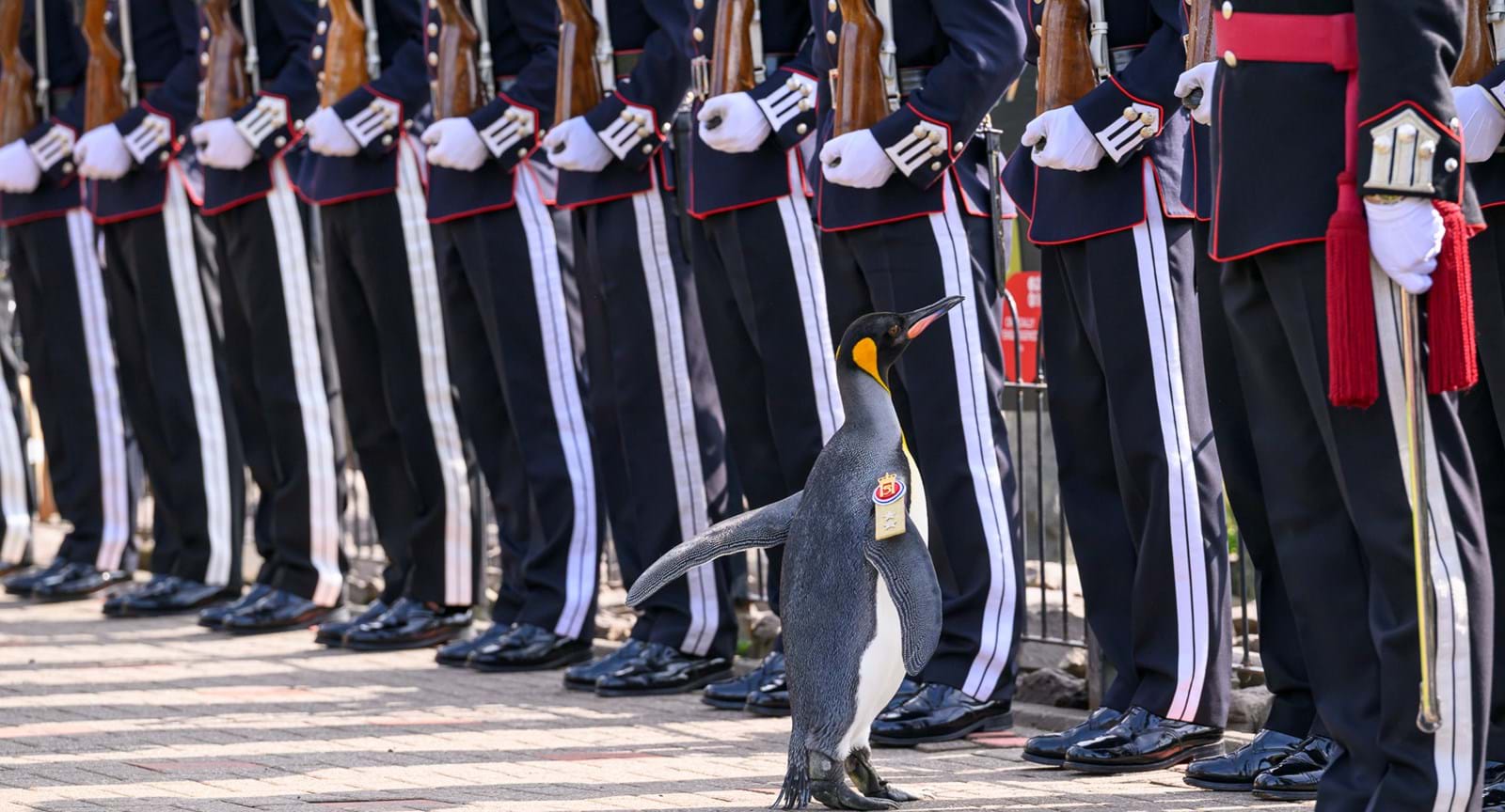 В Норвегии пингвин получил звание генерал-майора Королевской гвардии