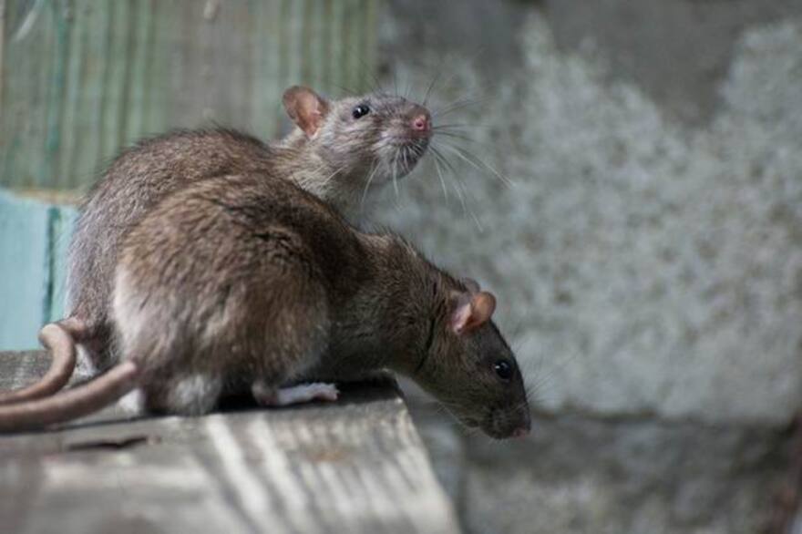 «Дальше будет только хуже». Город Актау атаковали крысы 