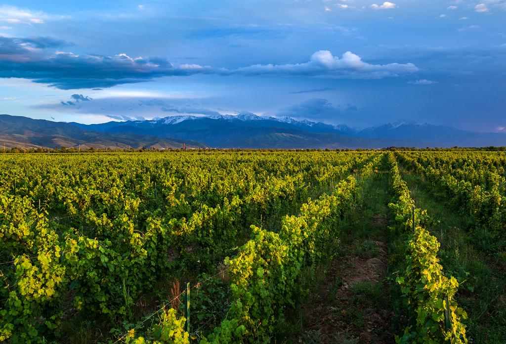 Arba Wine: ренессанс казахстанского виноделия
