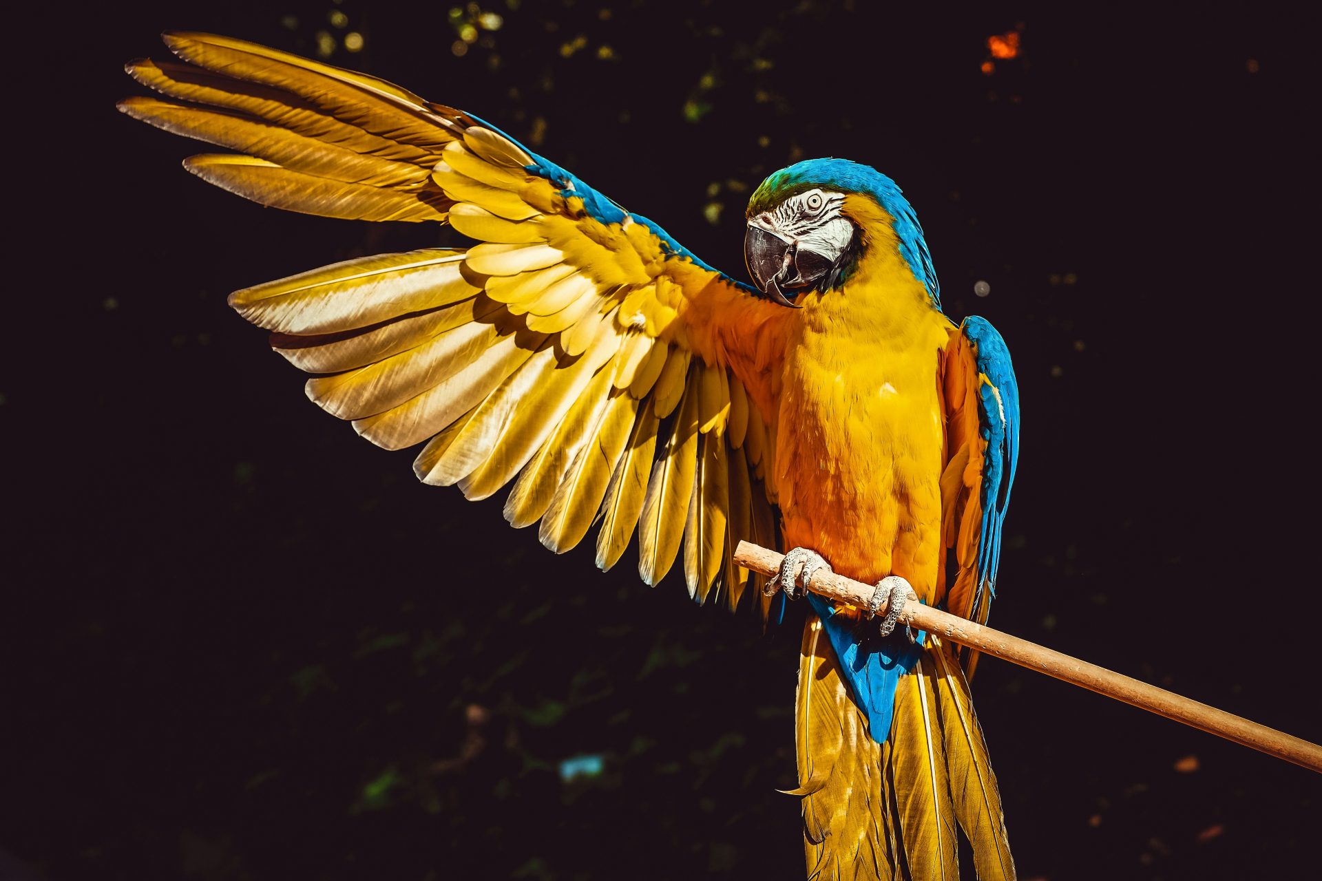 В британском зоопарке попугаев хотят отучить материться