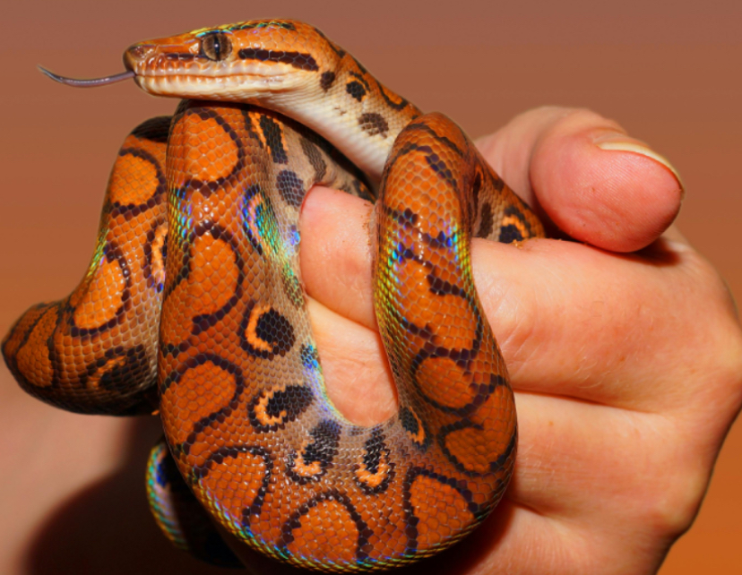 Ученые нашли противоядие от сотен видов змей 