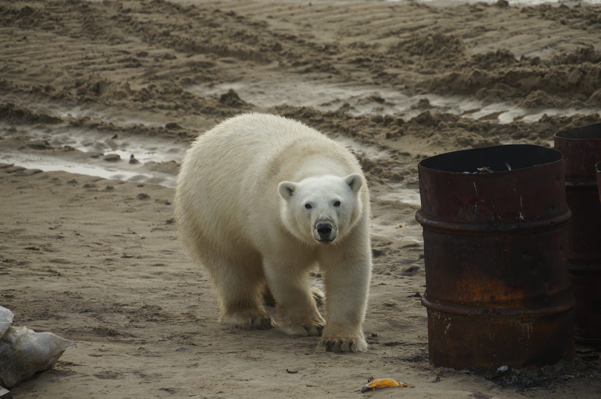 Каково это - отправиться в экологическую экспедицию в Арктику и встретиться с полярным медведем