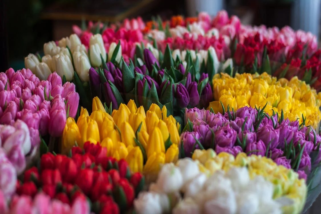 Откуда доставляют цветы в Казахстан к 8 марта