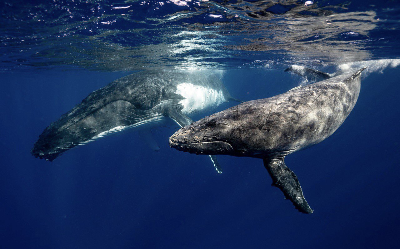 Король народа маори призвал наделить китов правами людей 