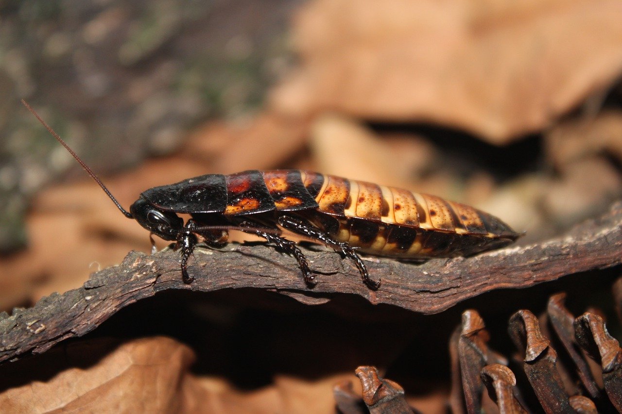 Когда-нибудь пригодятся: ученые создали армию тараканов-киборгов