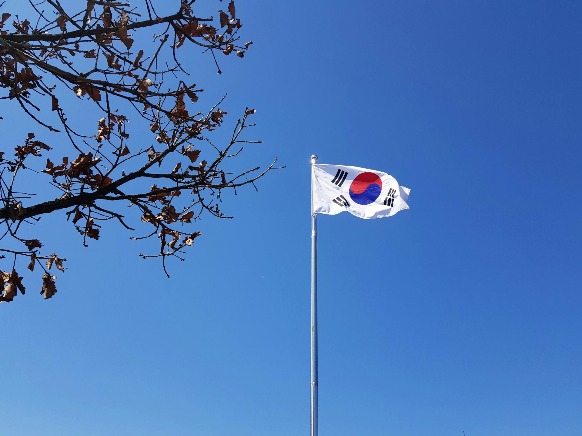 Выборы в Южной Корее выиграла оппозиция: при чём тут пучок лука