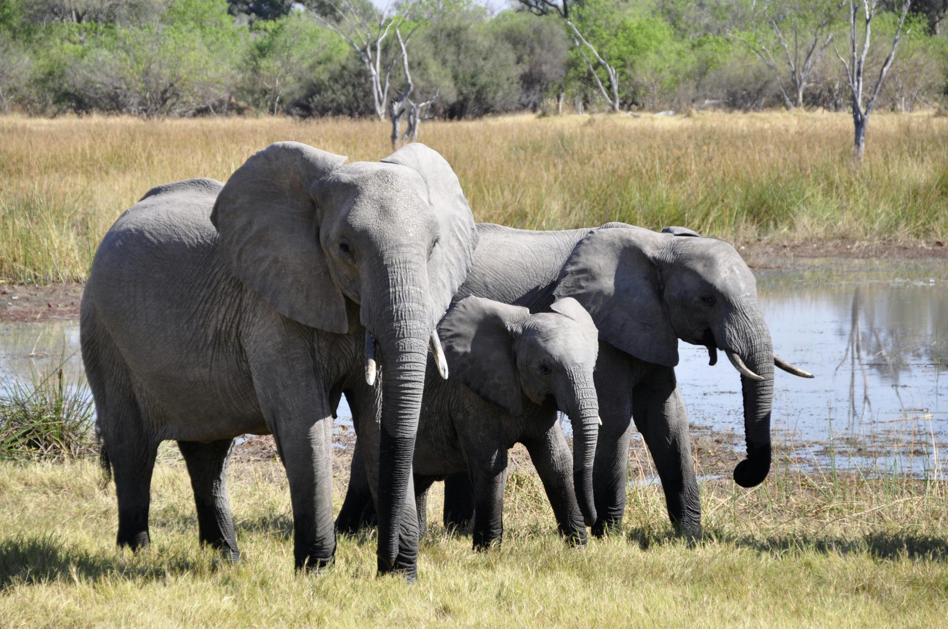 «Это не шутка». Президент Ботсваны пригрозил Германии отправкой 20 тысяч слонов
