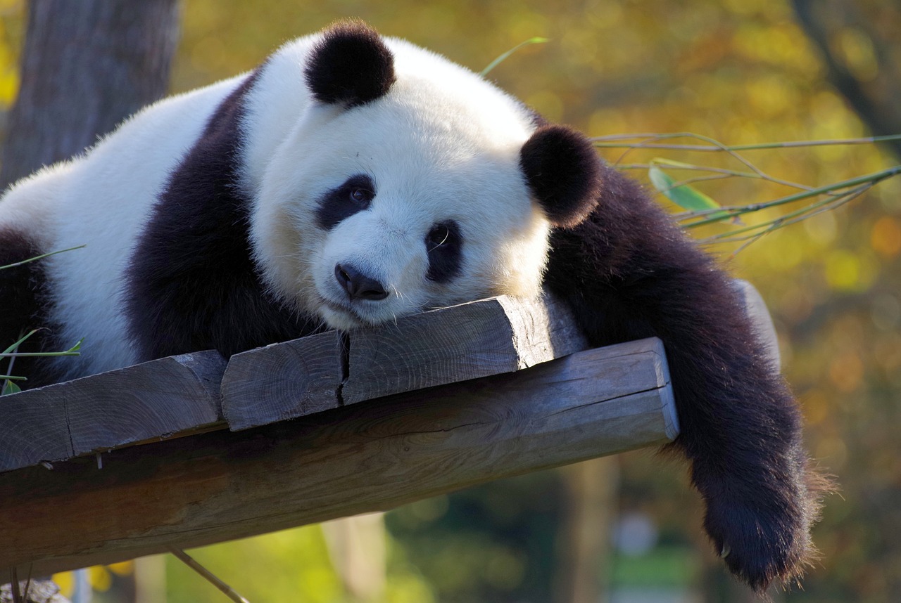 Привлечь посетителей любой ценой: зоопарк выдавал собак за панд