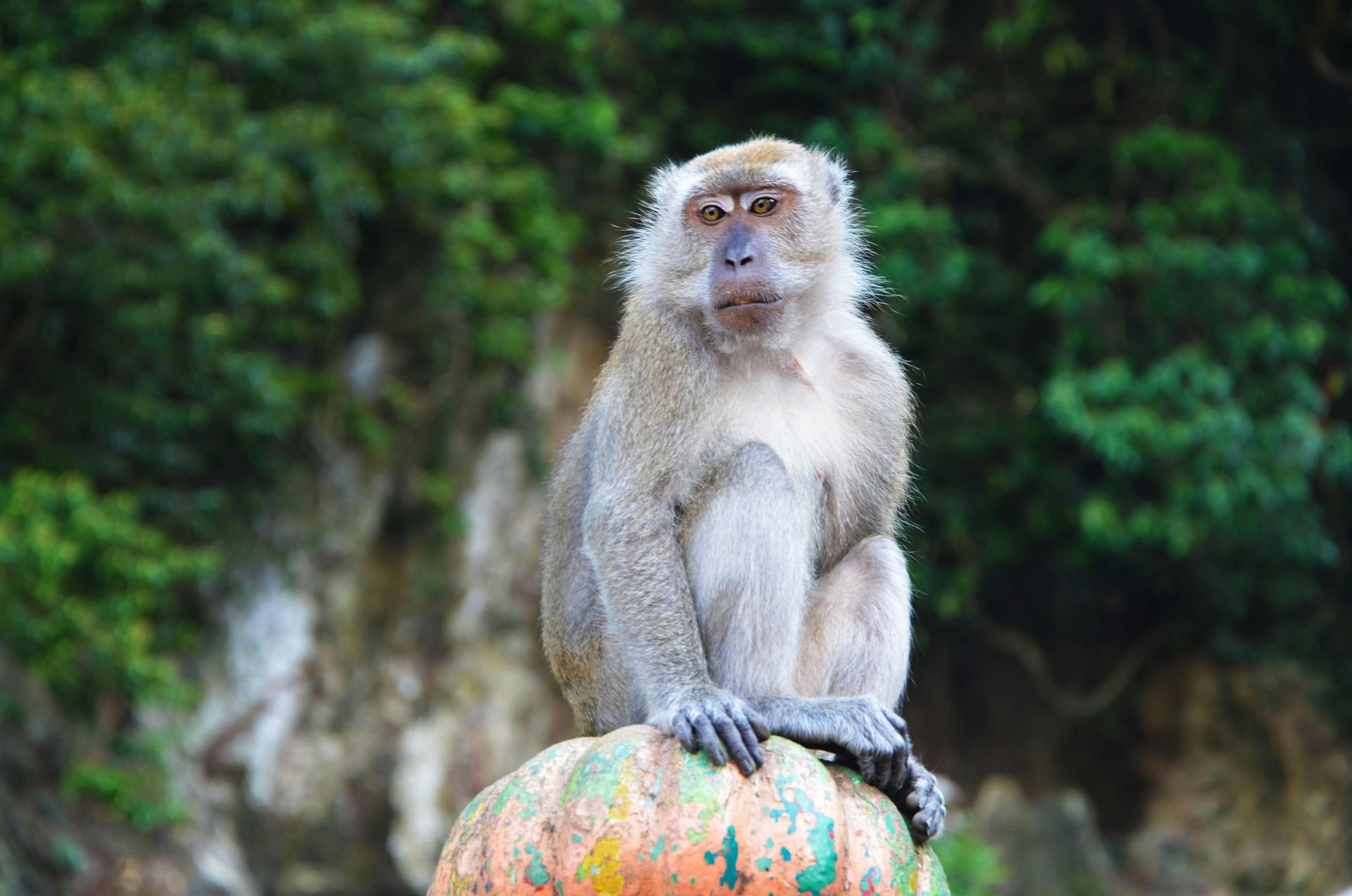 В Таиланде пытаются спастись от нашествия обезьян