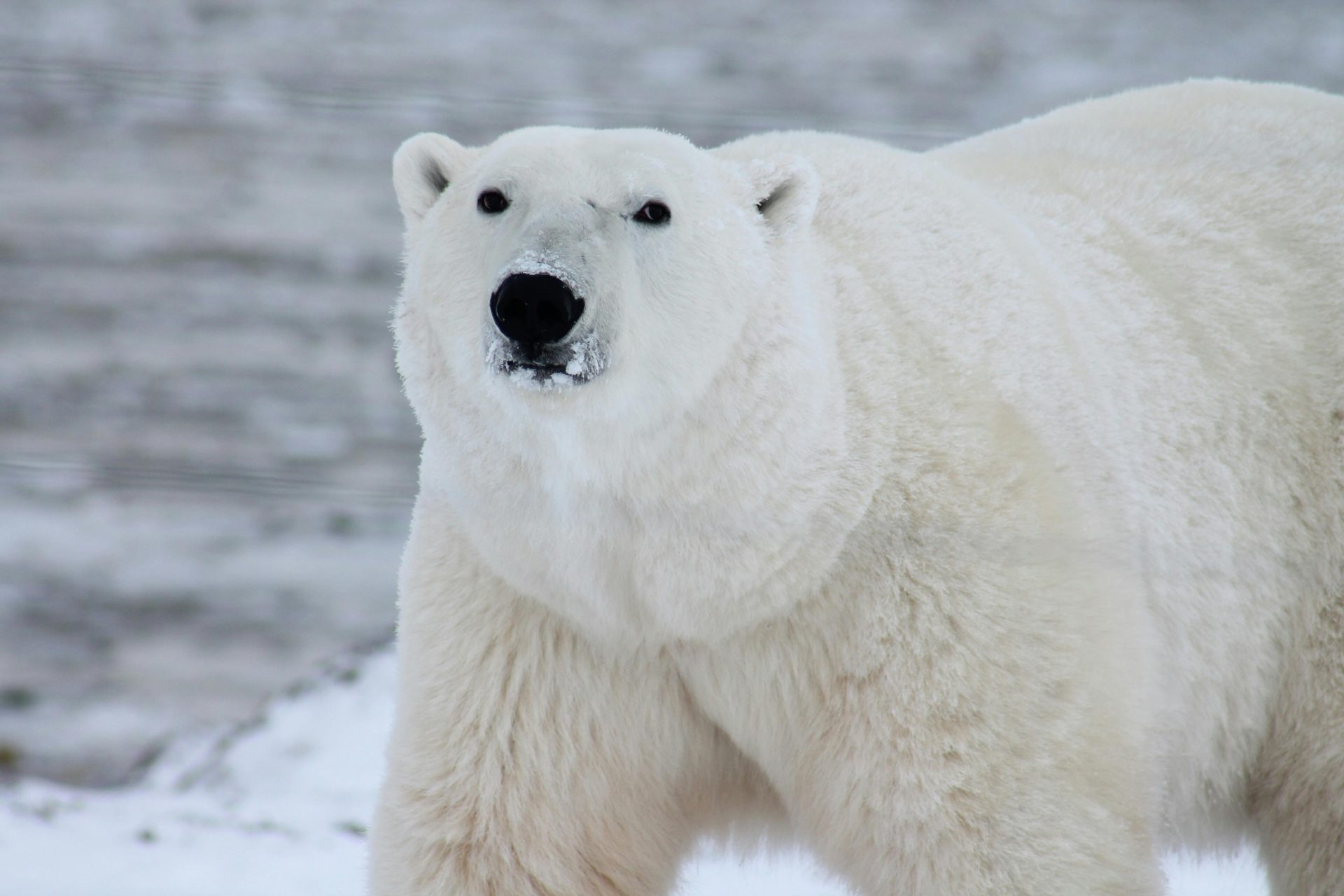 В зоопарке Алматы умер белый медведь, перевезенный из Праги. В Чехии требуют расследования