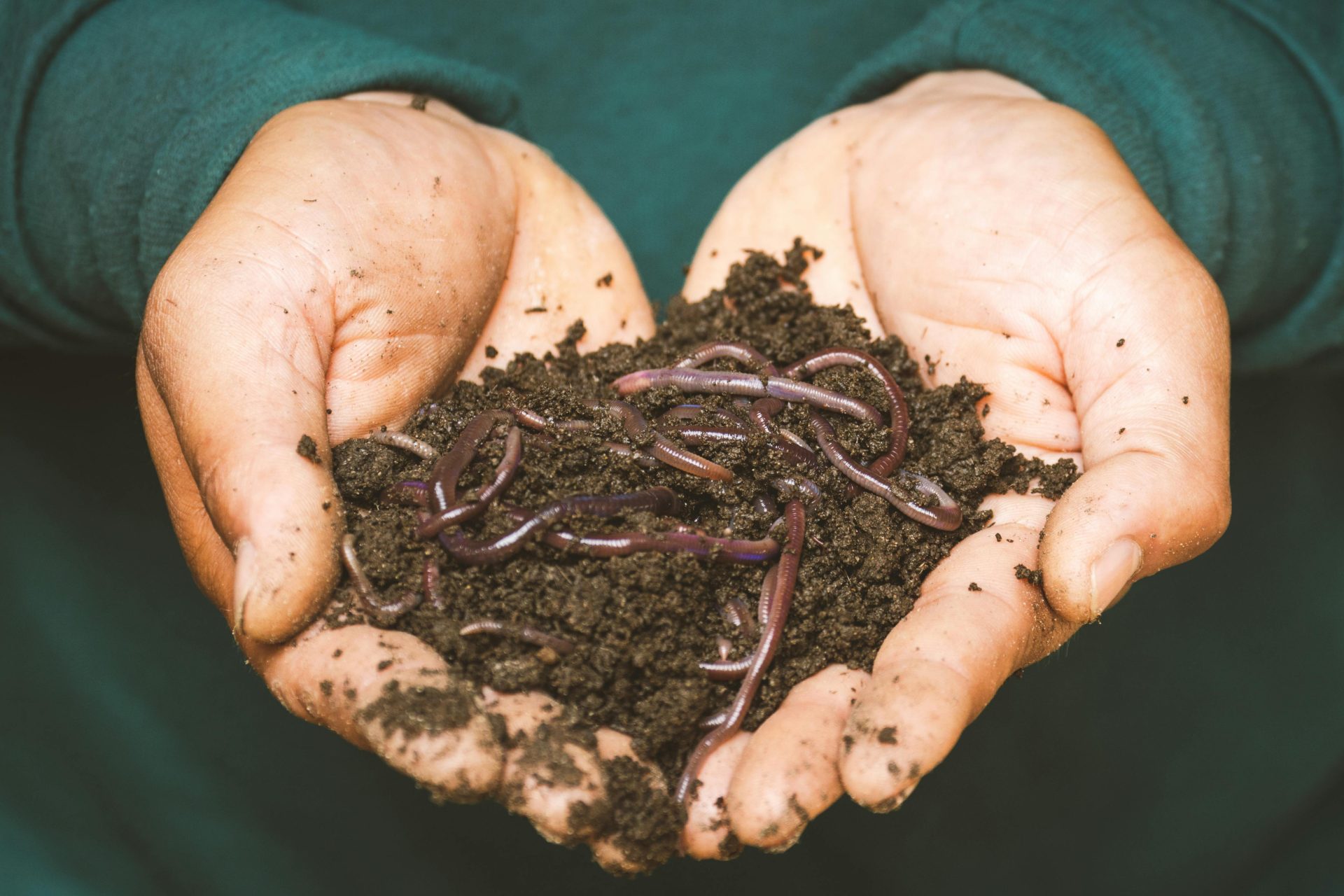 Британские экологи призвали людей танцевать на земле, чтобы спасти популяцию червей
