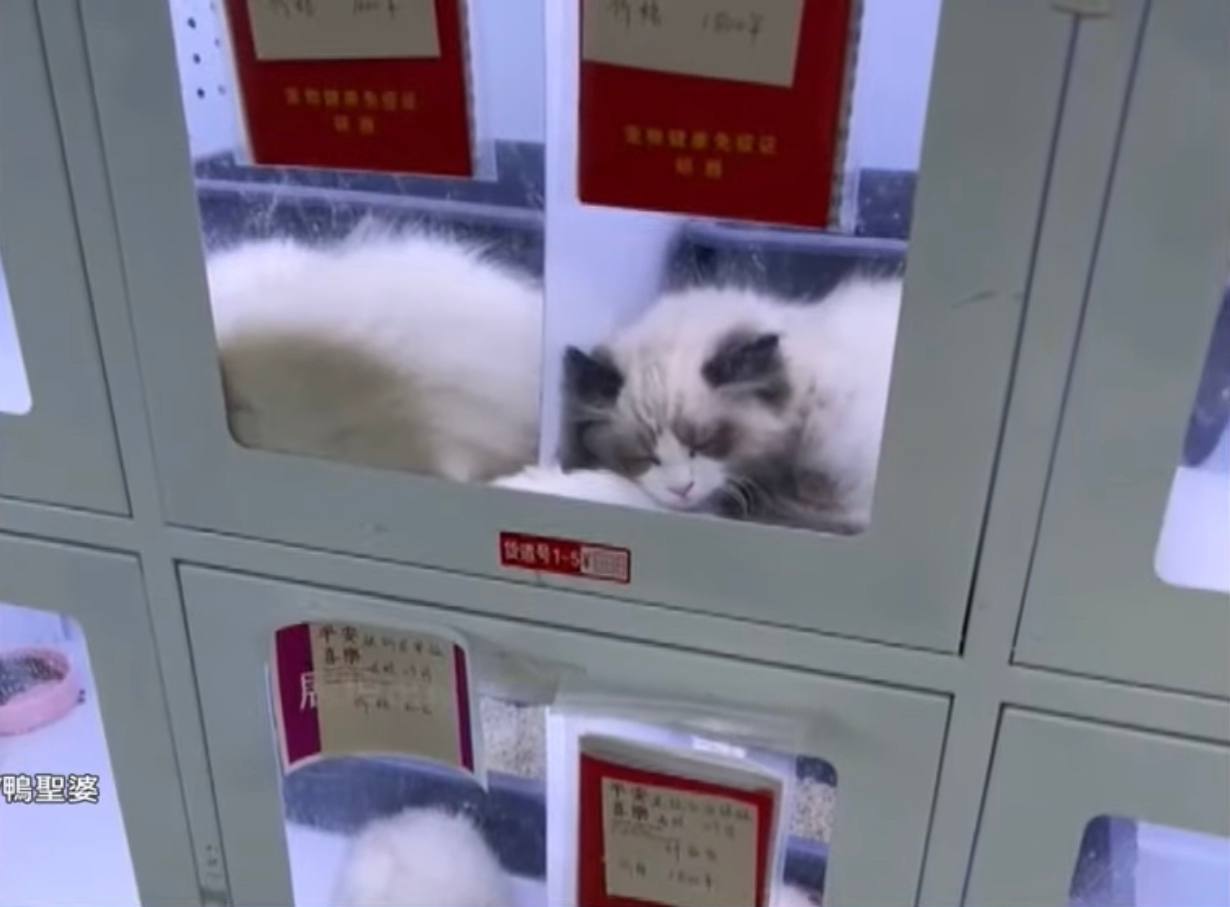 Сомнительный бизнес: в Китае появились автоматы по продаже домашних животных