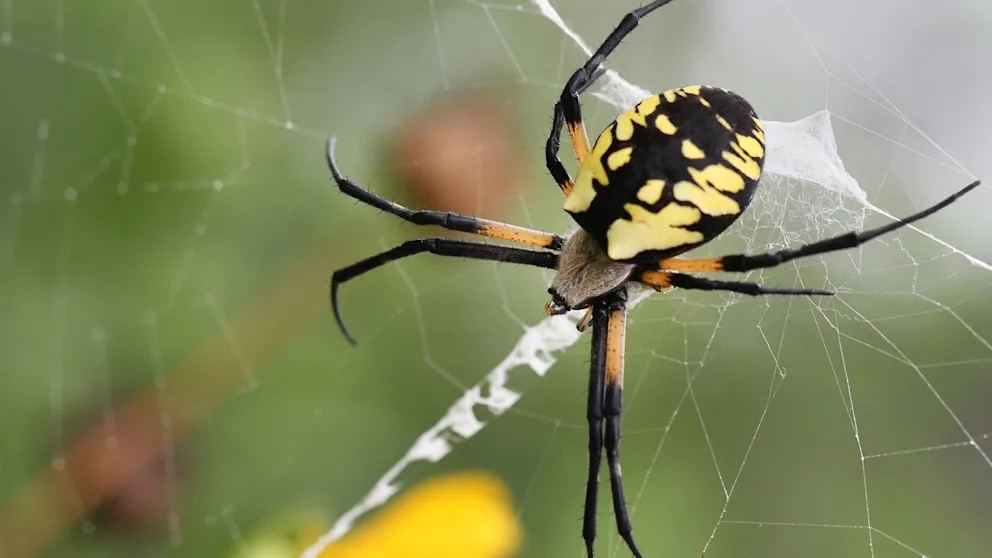 Ядовитые летающие пауки угрожают Нью-Йорку