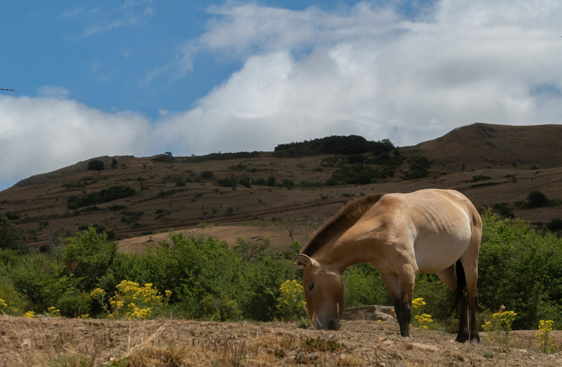 Диких лошадей Пржевальского вернули в Казахстан спустя 200 лет отсутствия