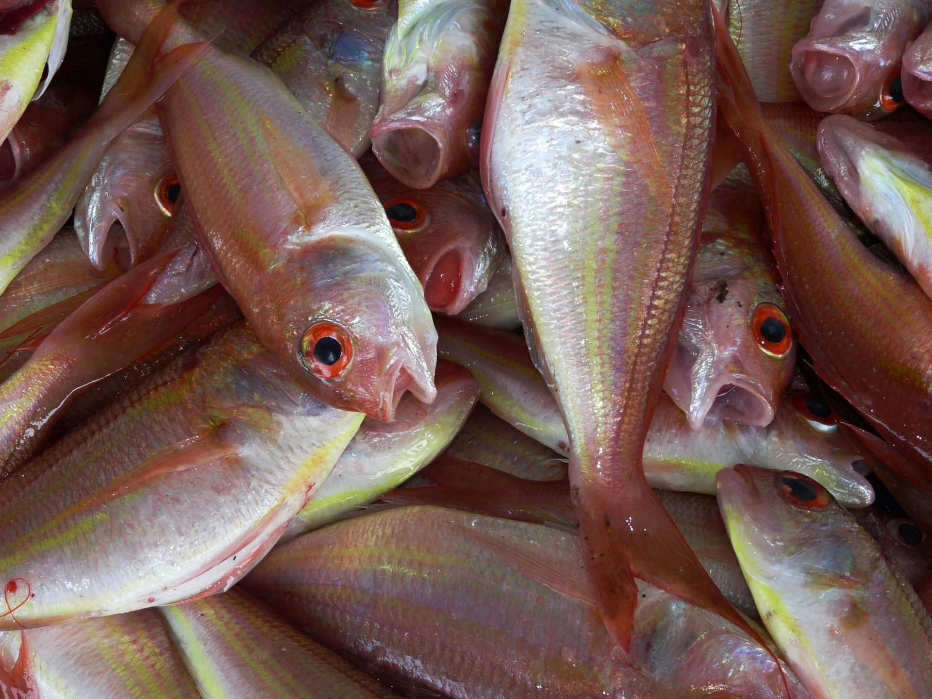 Исследование: из-за действий человека рыбы превращаются в наркозависимых